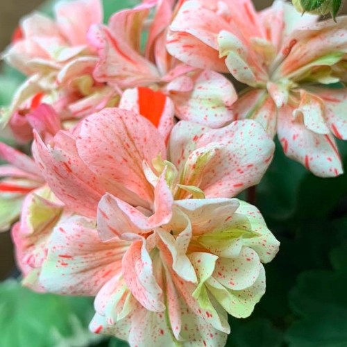 Pelargonium 'Petrei Miky' - Pelargoon 'Petrei Miky' P9/0,55L
